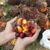 Hama pohon kelapa masih menjadi kendala yang berat bagi petani kelapa di indonesia. 1