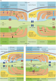 The sprint pns system is proven to provide significant and sustained pain relief when prior treatments such as opioids or injections have failed. Is Ms Affecting The Cns Only Neurology Neuroimmunology Neuroinflammation