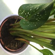 Die calla bevorzugt generell einen hellen standort mit temperaturen von zwölf bis 25 grad celsius. Calla Uberwintern Tipps Und Tricks Focus De
