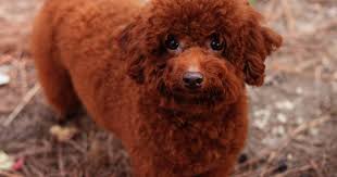 Signs, symptoms and diagnosis of hyperthyroidism in cats. What Causes A Dog To Be Cryptorchid Firstvet