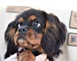 Check spelling or type a new query. Dog Cavalier King Charles Spaniel Funny Pet Animal Fur Brown Black Cute Hide Nose Pxfuel