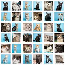 Maybe you would like to learn more about one of these? Arizona Humane Society On Twitter We Are So Thrilled To Share That Saturday S Feline Frenzy Adoption Special Found Homes For 155 Cats And Kittens To All Those Who Spread The Word Adopted