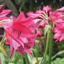 Image result for Crinum moorei