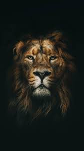 Pin By Jeanbt On Wallpaper Lion Images Lion Wallpaper Lion Pictures