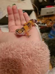 My New Baby Super Hypo Tangerine 3 Leopardgeckos