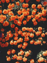 Floral definition, pertaining to or consisting of flowers: Orange Floral Wallpapers Top Free Orange Floral Backgrounds Wallpaperaccess