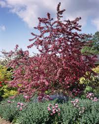 It grows into a deciduous shrub between 3 and 4 feet tall. Names Of Pink Flowering Trees
