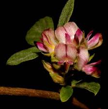 Image result for Eriosema rhynchosioides