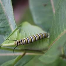Black And White Striped Caterpillar With Yellow Sides Catch And Raise Monarch Caterpillars Monarch Caterpillar Monarch Butterfly Life Cycle
