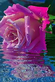 It article and pics good morning flower garden gif posted by darra at april, 27 2018. Mimi Gif Flower Rose Flower Wallpaper Good Morning Flowers Rose Beautiful Flowers Pictures