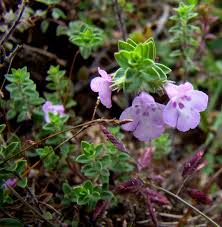 Image result for Micromeria