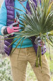 Les palmiers font partie de ces plantes peu exigeantes en termes d'entretien. Comment Tailler Un Palmier Palmiers Et Compagnie