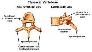 Bottom of the neck to a muscle known as the. Anatomy Of The Upper Back