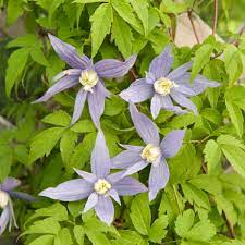 We did not find results for: Clematis Macropetala Blue Bird Perennial Resource