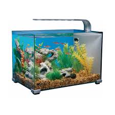 Top Fin 5 Gallon Glass Aquarium All About Betta Fish Tanks Betta Fish Tank Aquarium Betta Fish