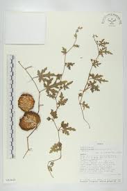 Image result for Acanthosicyos naudinianus