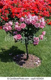 Download in under 30 seconds. Rose Tree With Pink Roses In A Garden Rose Tree With Pink Roses In A Rose Garden Canstock