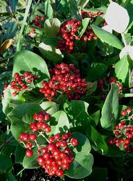 Image result for Psorospermum febrifugum