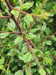 Image result for Rhamnus staddo