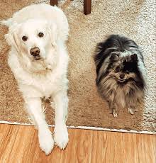 Best House Pets The Top 25 List In 2020 Pets Animals Animal House