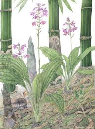 Image result for Calanthe sylvatica