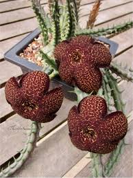 Image result for Tridentea