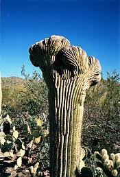 A day in the desert: Saguaro Cactus Sonoran Desert Detectives