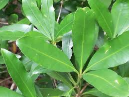 Image result for Hunteria zeylanica