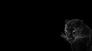 Collection by eric j kaster. Panther Black Background Cool Animal Wallpaper Animals Wallpaper Better