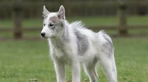 Find your perfect stud dog today, free to advertise, free to join, browse over 16800 stud dogs now. Wolf Like Dog Breeds 18 Different Breeds That Look Like Wolves
