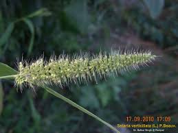 Image result for Setaria verticillata