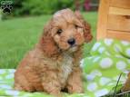 Cockapoo Puppies for Sale - Cockapoo Dog Breed Info ...