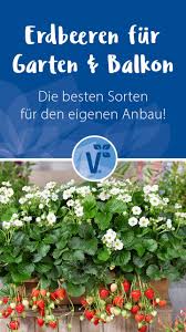 Erdbeeren Fur Garten Balkon In 2020 Erdbeeren Anbauen Erdbeeren Erdbeeren Pflanzen