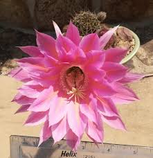 Play adventure games, sports games, multiplayer games and many other games for free! Echinobivia Echinopsis Rainbow Bursts Garden Org