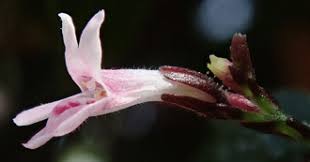 Image result for Isoglossa laxiflora