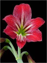 P6307361 Lr4 Amaryllis Lily Hippeastrum Hybrid After A Drizzle Amaryllis Flowers Amaryllis Flower Garden