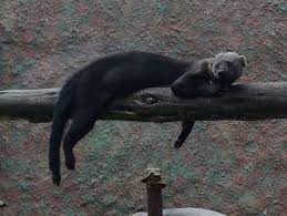 Cusumbo, coati de montaña, guache de páramo, guache de tierra fría, cusumbo de montaña. La Fauna Que Nos Circunda Pagina Web De Cerelmorito