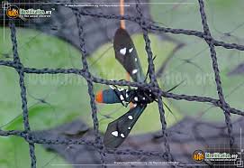 Black And White Striped Caterpillar With Yellow Belly Polka Dot Wasp Moth