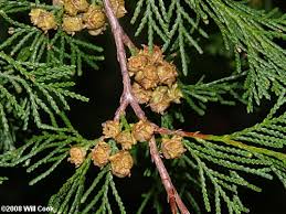 This is the atlantic white cedar (awc) website devoted to chamaecyparis thyoides, a coniferous, evergreen tree native to the atlantic coast of north america from maine to georgia with a separate. Atlantic Whitecedar Chamaecyparis Thyoides