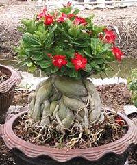 Desert Rose Bonsai Tree Rosa Do Deserto Flores Do Deserto Jardim De Agua