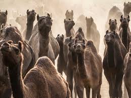 Most people like to hear a good joke. See If You Can Guess These Surprising Names For Groups Of Animals