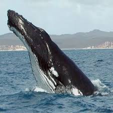 Mysticeti (paus baleen) odontoceti (paus bergigi) archaeoceti (paus purba)  punah ciri khusus: Paus Whale Mamalia 2 Jenis Bergigi Dan Balin Penjelasan Contoh