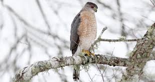 The Price For These Red-Tailed Hawk Images - Mia Mcpherson'S On The Wing  Photography