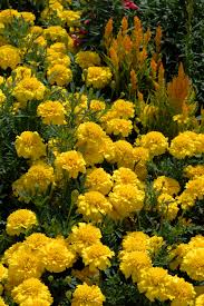 Image result for tagetes)