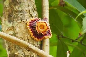 Image result for Napoleonaea septentrionalis