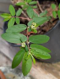 Image result for Euphorbia hypericifolia