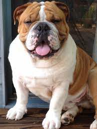 Pets and animals atlanta 1,500 $. Satisfied English Bulldog Bulldog Images Dog Breeds Dog Anatomy