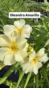 Image result for Oleandra