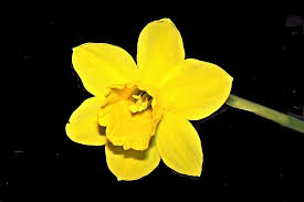È il fiore che simboleggia un nuovo amore, una nuova emozione che cresce e che non si può esprimere a parole. Fiore Narciso Narciso Primavera Pasqua Fiorire Fioritura Giallo A Forma Di Campana Luminosa Pikist