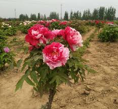 Peonies also thrive almost anywhere in the country. Peony Group Limited Home Facebook